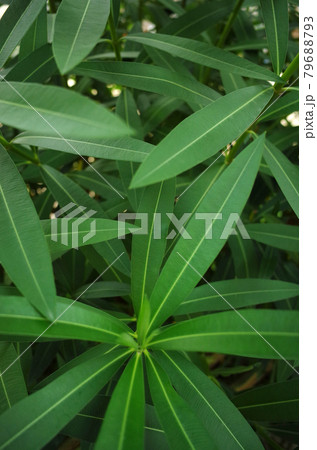夾竹桃（キョウチクトウ）の葉 79688793