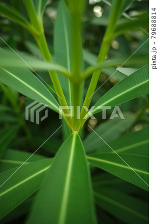 夾竹桃（キョウチクトウ）のシンメトリーな葉 79688814