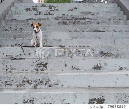 Sad frightened lost dog jack russell terrier sitting on the stairs alone outdoors Sad frightened lost dog jack russell terrier sitting on the stairs alone outdoors 79688815