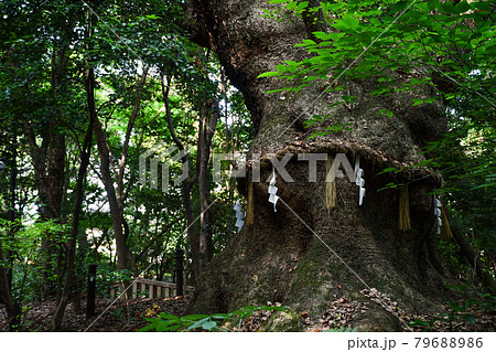 熱田神宮 御神木 79688986