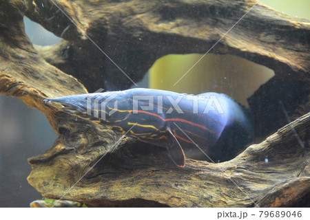 Botanical garden Toropical Fish Area 79689046