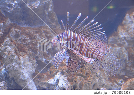 Botanical garden Toropical Fish Area 79689108