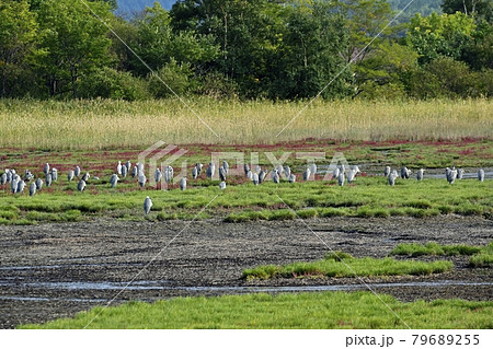 サロマ湖キムネアップ崎の紅葉する珊瑚草群落地とサギの集団 79689255