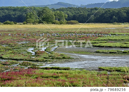サロマ湖キムネアップ崎の紅葉する珊瑚草群落地とサギの集団 79689256