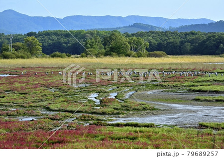 サロマ湖キムネアップ崎の紅葉する珊瑚草群落地とサギの集団 サロマ湖キムネアップ崎の紅葉する珊瑚草群落地とサギの集団 79689257