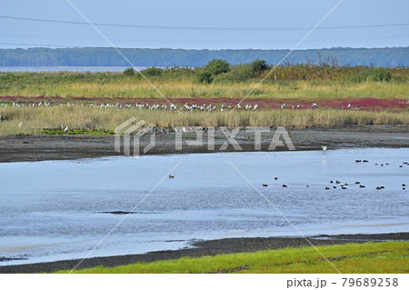 サロマ湖キムネアップ崎の紅葉する珊瑚草群落地とサギの集団 79689258