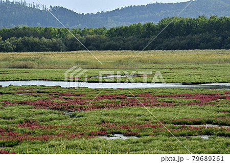サロマ湖キムネアップ崎の紅葉する珊瑚草群落地とサギの集団 79689261