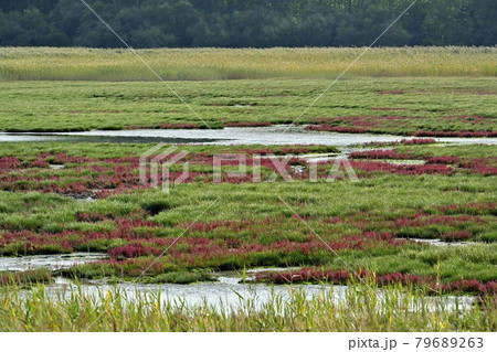 サロマ湖キムネアップ崎の紅葉する珊瑚草群落地とサギの集団 79689263