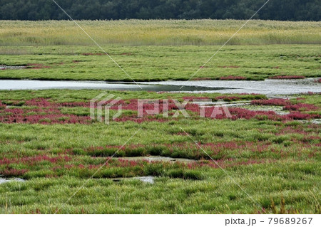 サロマ湖キムネアップ崎の紅葉する珊瑚草群落地とサギの集団 79689267
