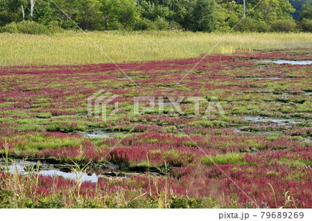 サロマ湖キムネアップ崎の紅葉する珊瑚草群落地とサギの集団 79689269