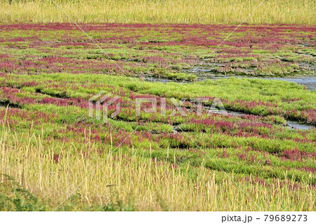 サロマ湖キムネアップ崎の紅葉する珊瑚草群落地とサギの集団 サロマ湖キムネアップ崎の紅葉する珊瑚草群落地とサギの集団 79689273