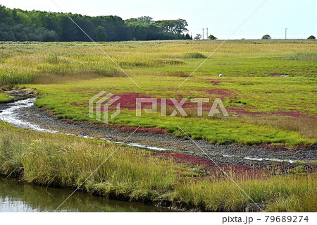 サロマ湖キムネアップ崎の紅葉する珊瑚草群落地とサギの集団 79689274