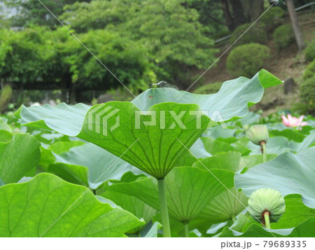 千葉公園のオオガハスの大きい葉っぱ 千葉公園のオオガハスの大きい葉っぱ 79689335