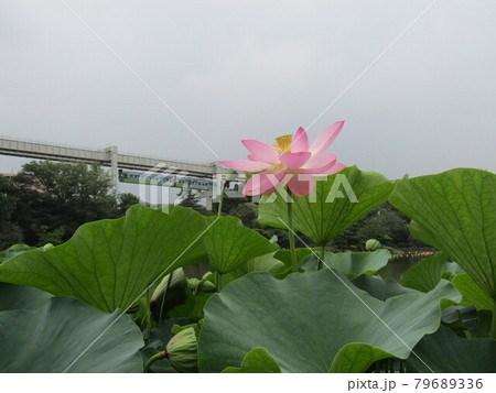 千葉公園のオオガハス開花の最終日間近 千葉公園のオオガハス開花の最終日間近 79689336