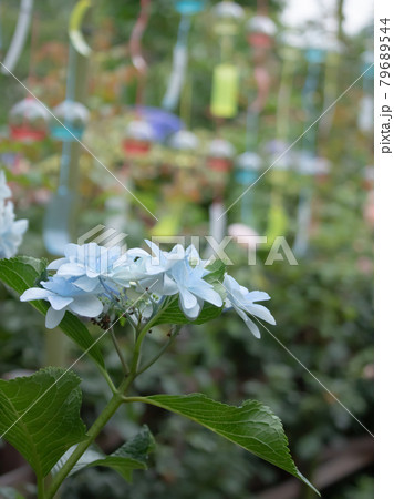 夏イメージ　風鈴 79689544