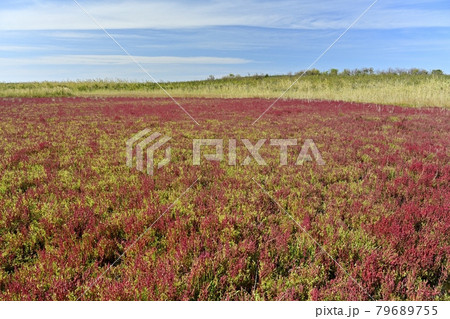サロマ湖ワッカ原生花園の紅葉する珊瑚草群落地 79689755