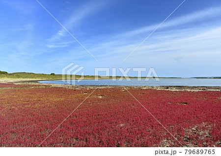 サロマ湖ワッカ原生花園の紅葉する珊瑚草群落地 79689765
