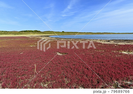 サロマ湖ワッカ原生花園の紅葉する珊瑚草群落地 79689766