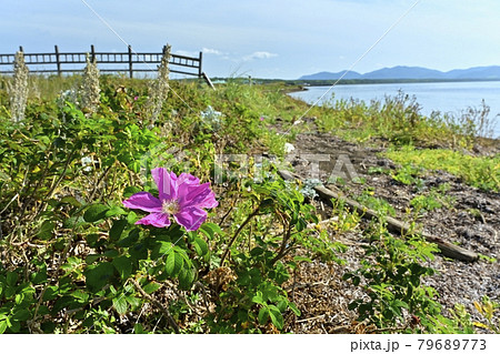 サロマ湖ワッカ原生花園に咲くハマナスの花 サロマ湖ワッカ原生花園に咲くハマナスの花 79689773