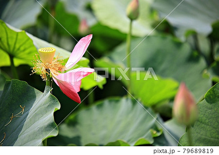 蓮 花 昆虫 79689819