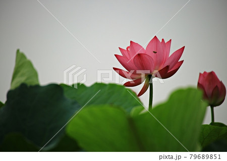 蓮 花 カメラマン 79689851