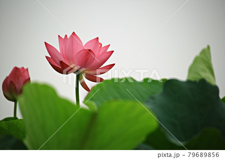 蓮 花 カメラマン 79689856