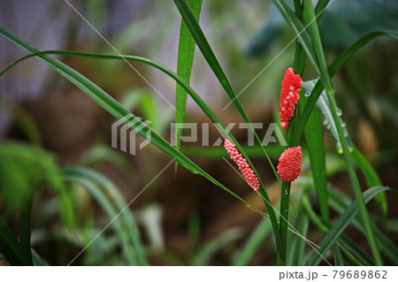 蓮 花 昆虫 79689862