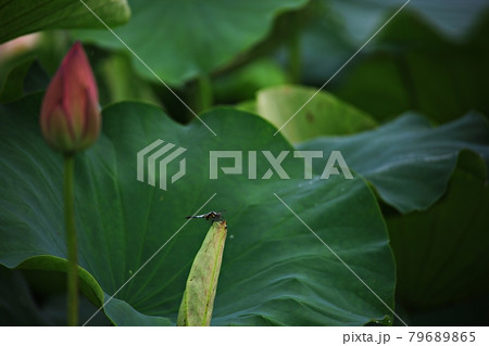 蓮 花 昆虫 79689865