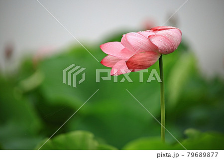 蓮 花 昆虫 79689877