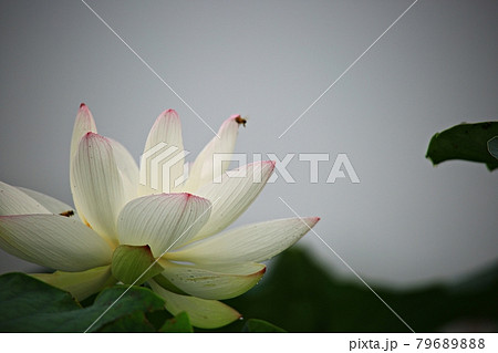 蓮 花 カメラマン 79689888