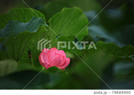 蓮 花 昆虫 79689900