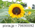 ひまわりとミツバチ 79690092