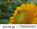 ひまわりとミツバチ 79690093