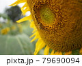 ひまわりとミツバチ 79690094