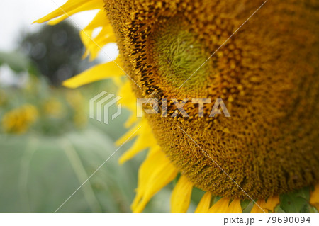 ひまわりとミツバチ 79690094