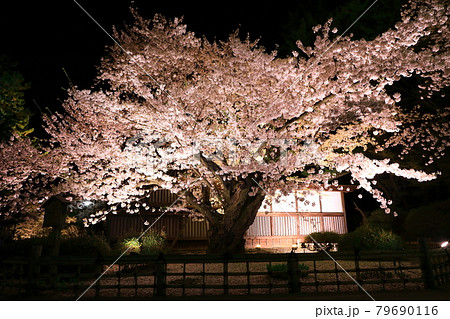 弘前公園東内門前　ソメイヨシノ(県天然記念物)ライトアップ 79690116