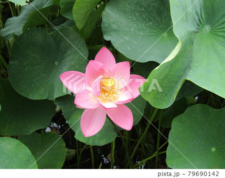 千葉公園のオオガハス開花の最終日間近 79690142