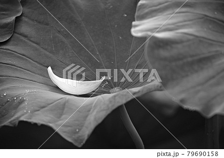蓮 花 葉 79690158