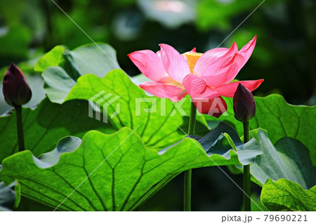 蓮 花 修練 79690221