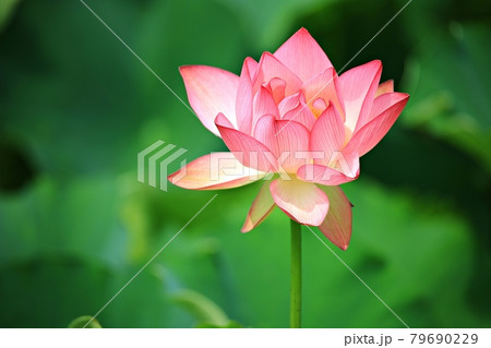 蓮 花 修練 79690229