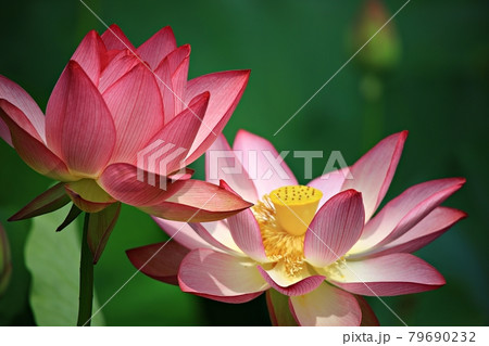 蓮 花 修練 79690232