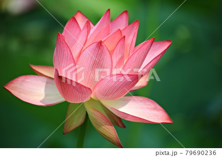 蓮 花 修練 79690236