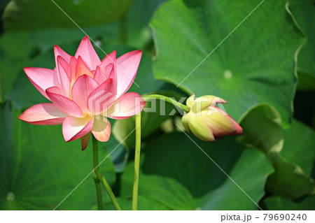 蓮 花 修練 79690240