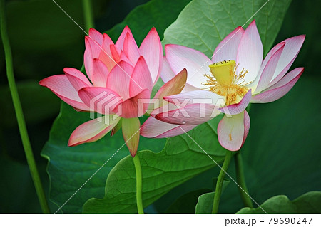 蓮 花 修練 79690247