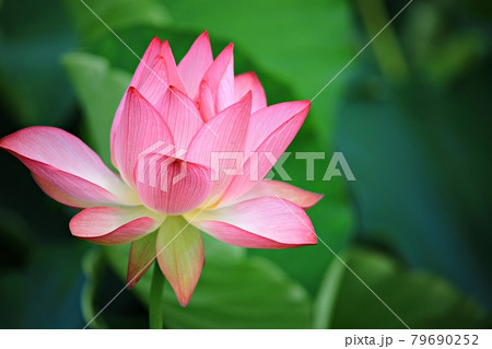 蓮 花 修練 79690252