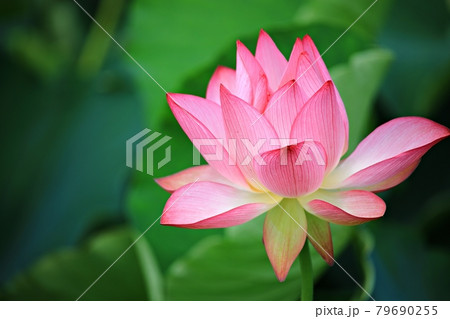 蓮 花 修練 79690255
