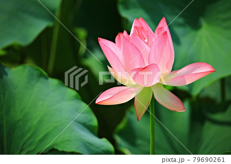 蓮 花 修練 79690261