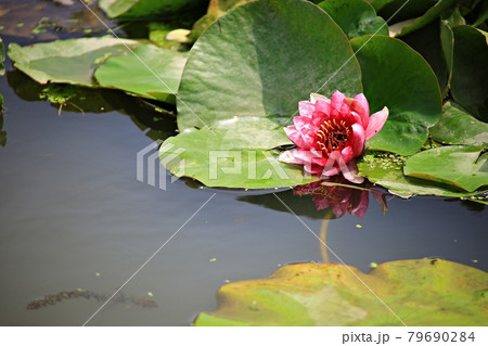 蓮 花 修練 79690284