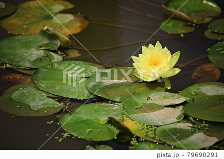 蓮 花 修練 79690291