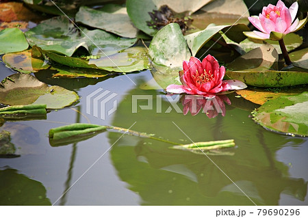 蓮 花 修練 79690296